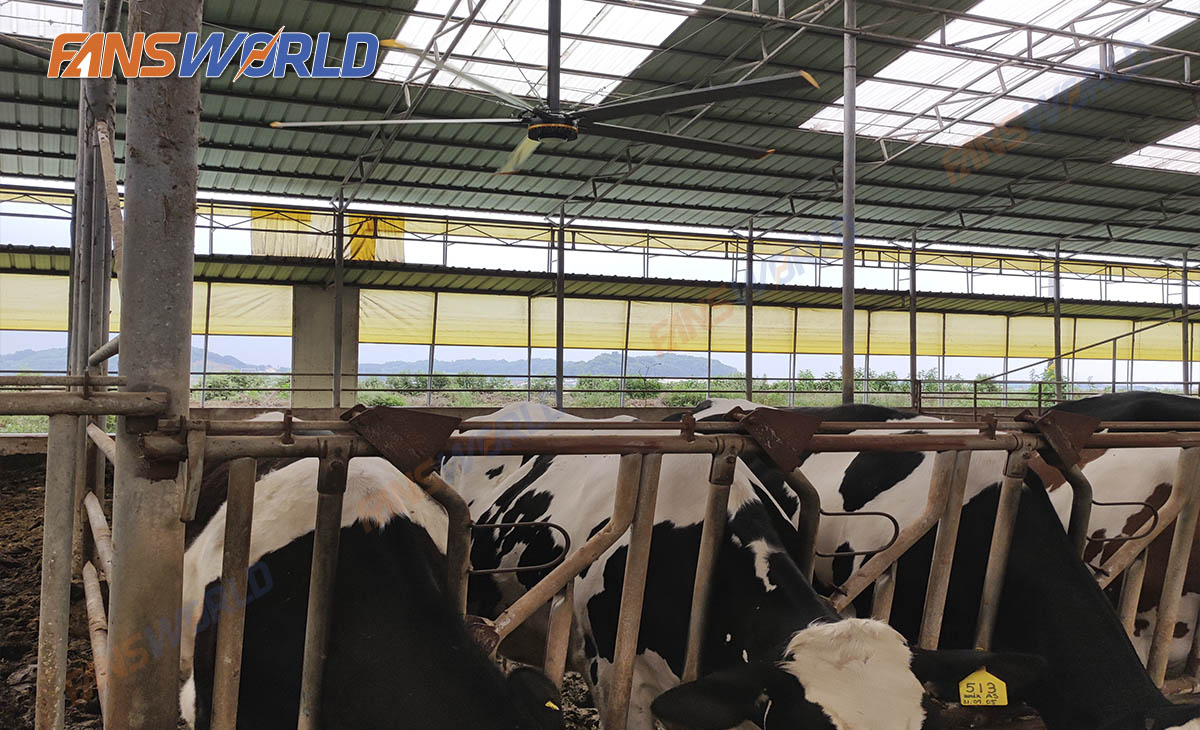 Quạt trần công nghiệp EURUS III - 7.3m trong chuồng Trại